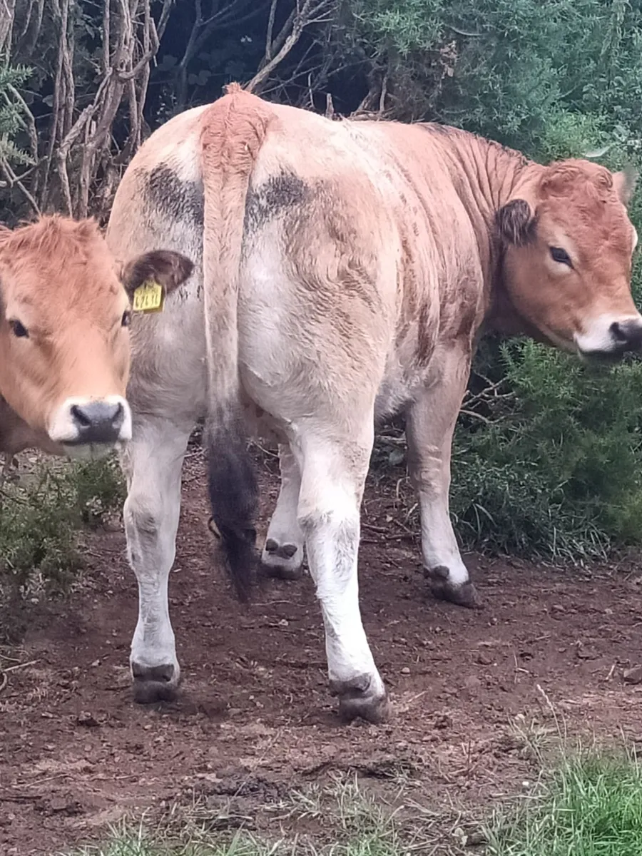 Aubrac heifers - Image 3