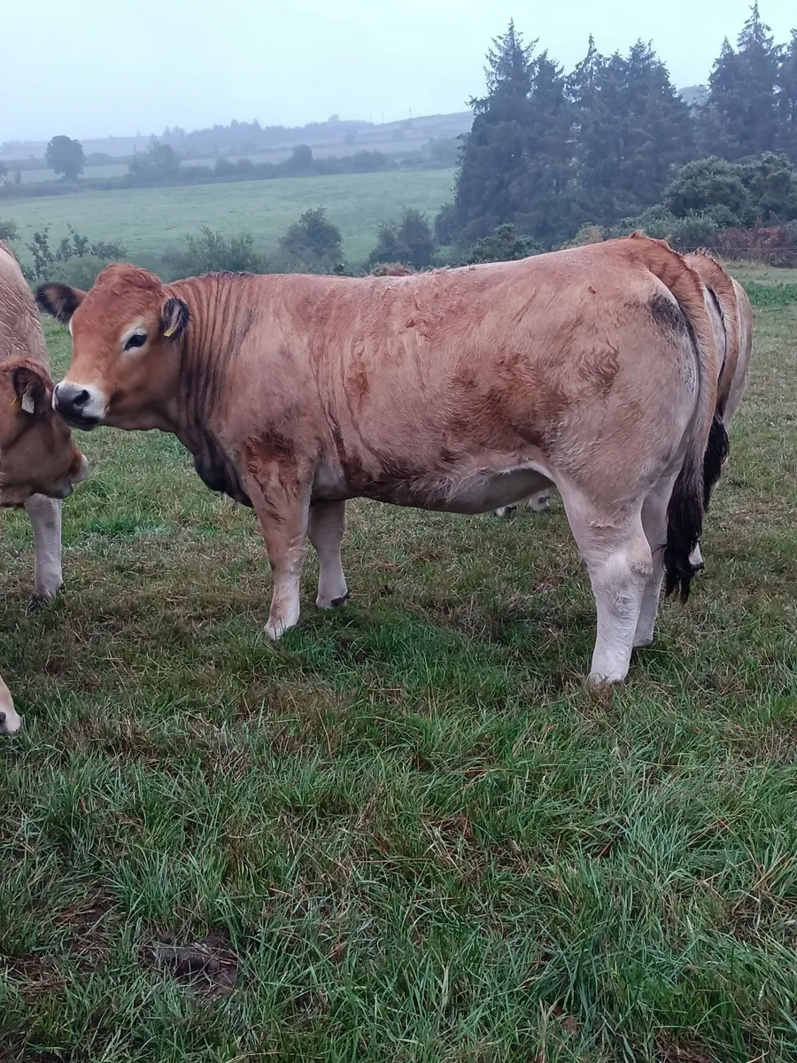 Aubrac heifers - Image 1