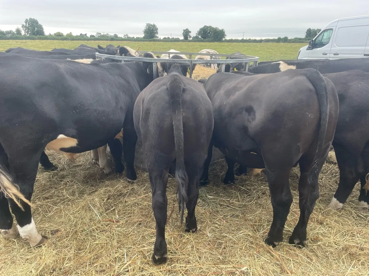 Store bullocks - Image 2