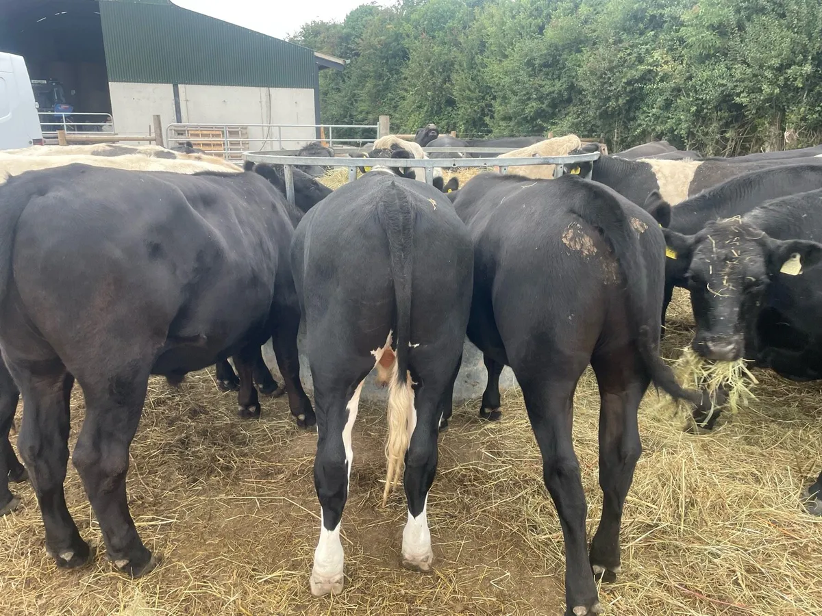 Store bullocks - Image 3