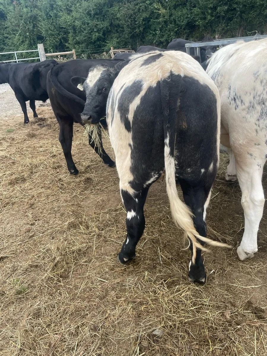 Store bullocks - Image 1