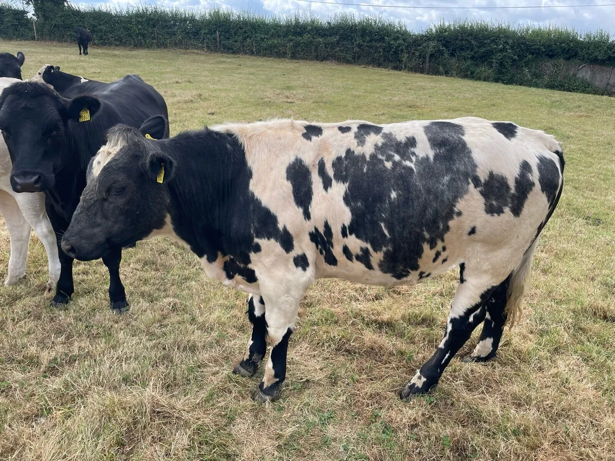 Store bullocks - Image 4