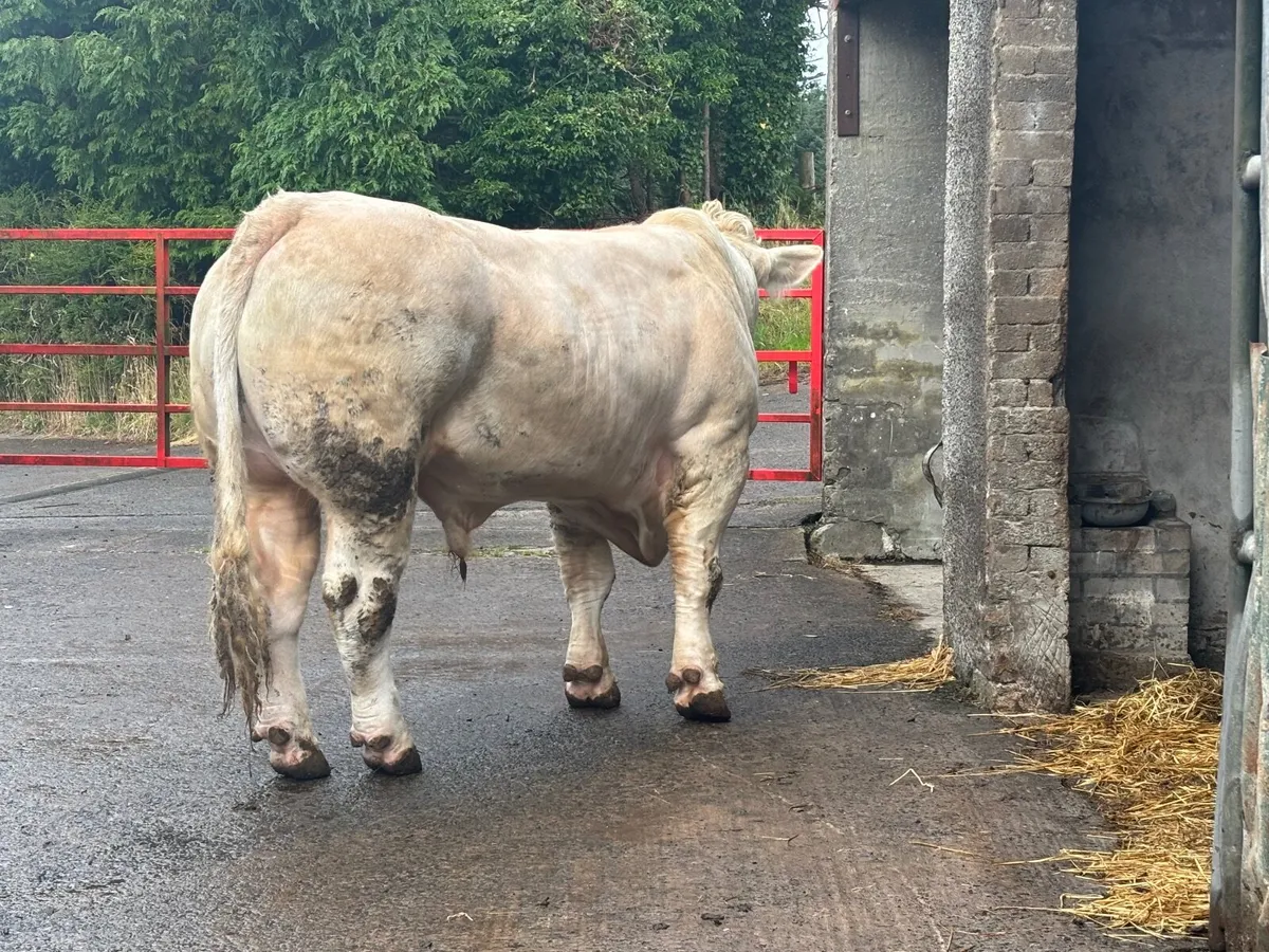Bull - Image 1