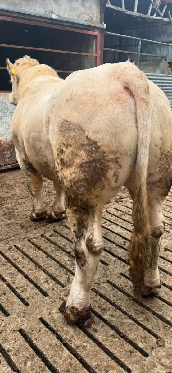 Bull - Image 2