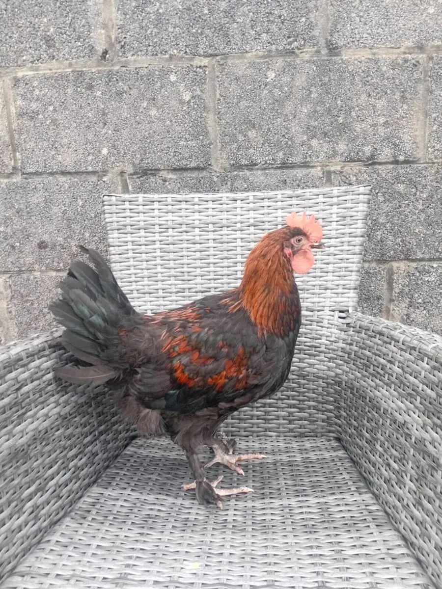 Chicks ,Hens and growers - Image 4