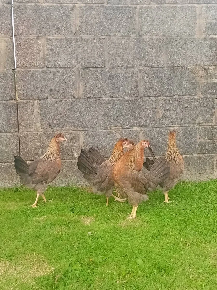 Chicks ,Hens and growers - Image 1
