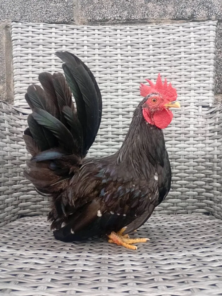 Chicks ,Hens and growers - Image 2