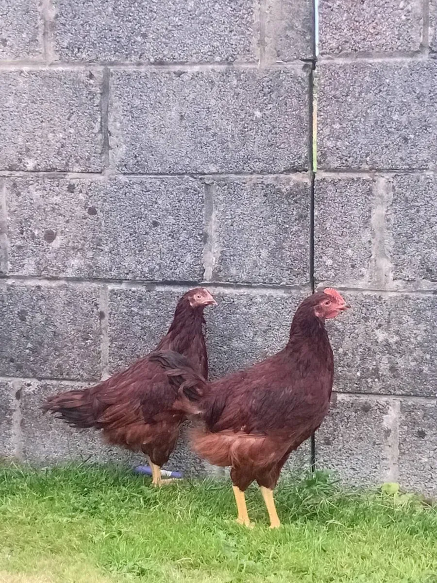 Chicks ,Hens and growers - Image 3