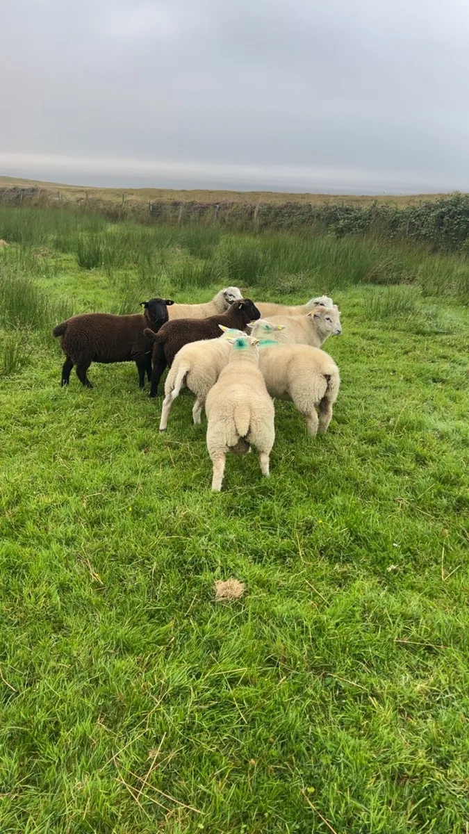 Organic ram lambs - Image 1