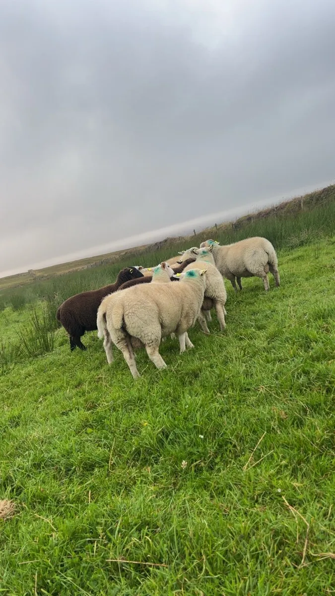 Organic ram lambs - Image 2