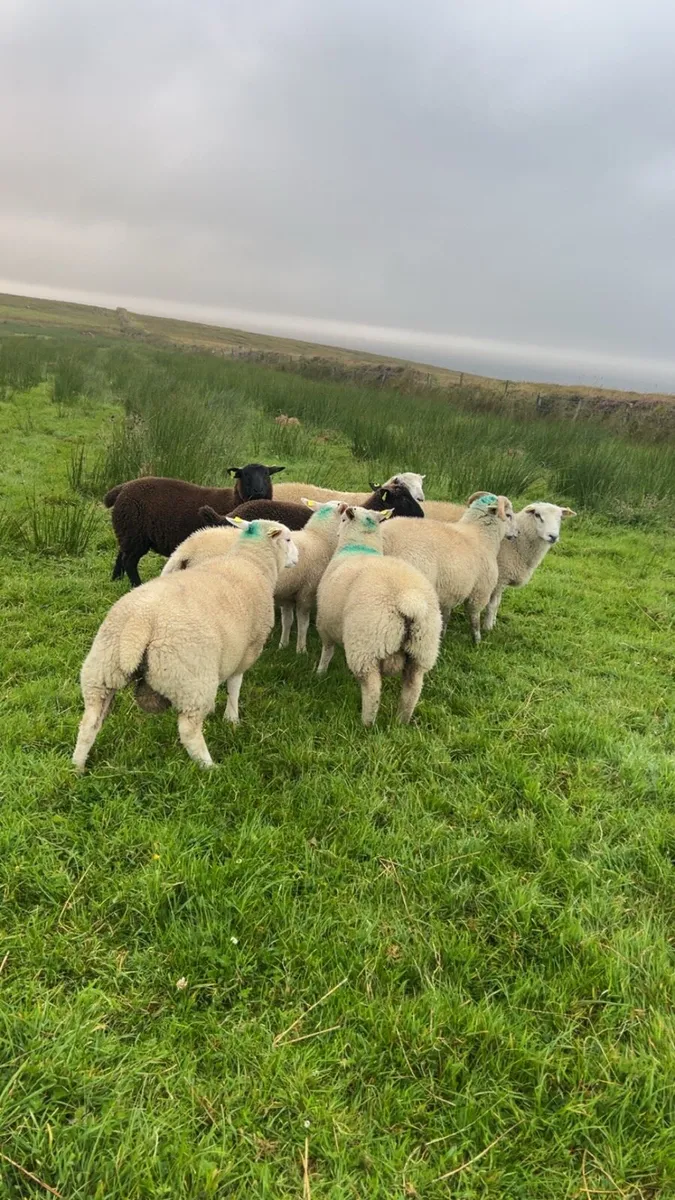 Organic ram lambs - Image 3