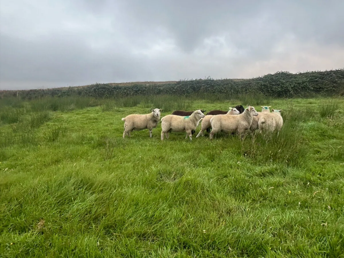 Organic ram lambs - Image 4