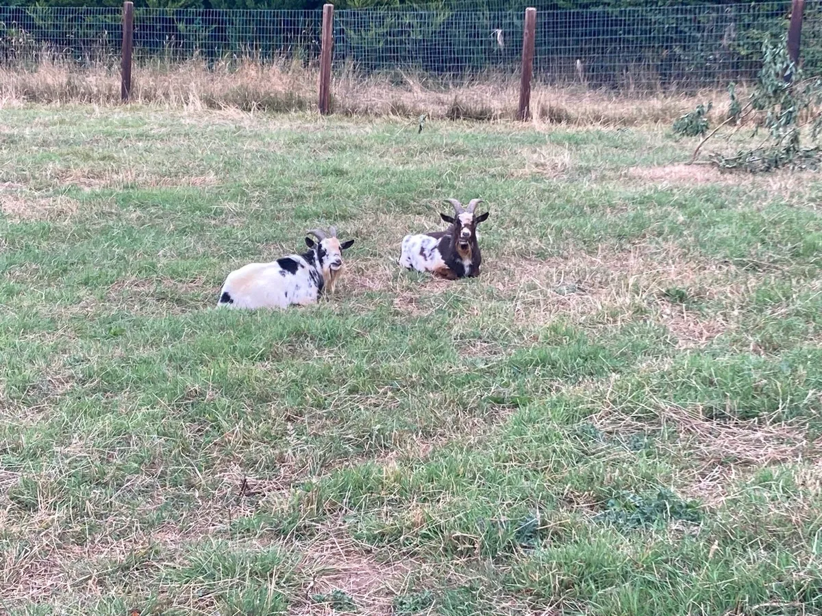 2 Pygmy Bucks - Image 1