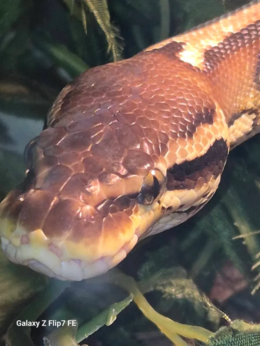 Snakes x 3 - Image 1