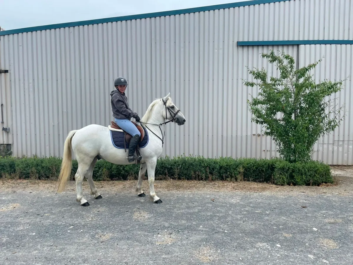 Conemara gelding - Image 3
