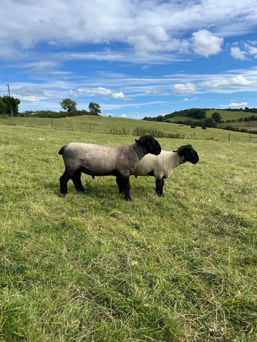 Suffolk Rams for sale - Image 3