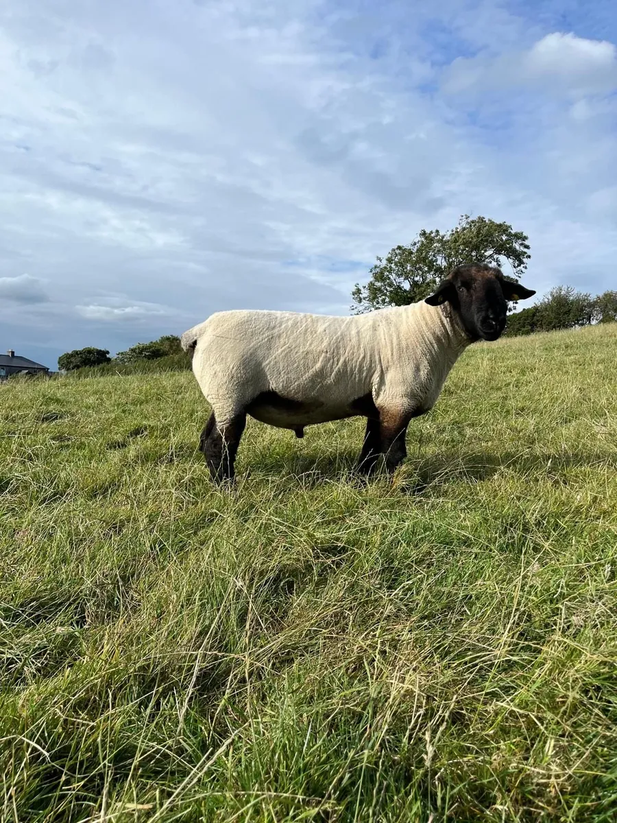 Suffolk Rams for sale - Image 4