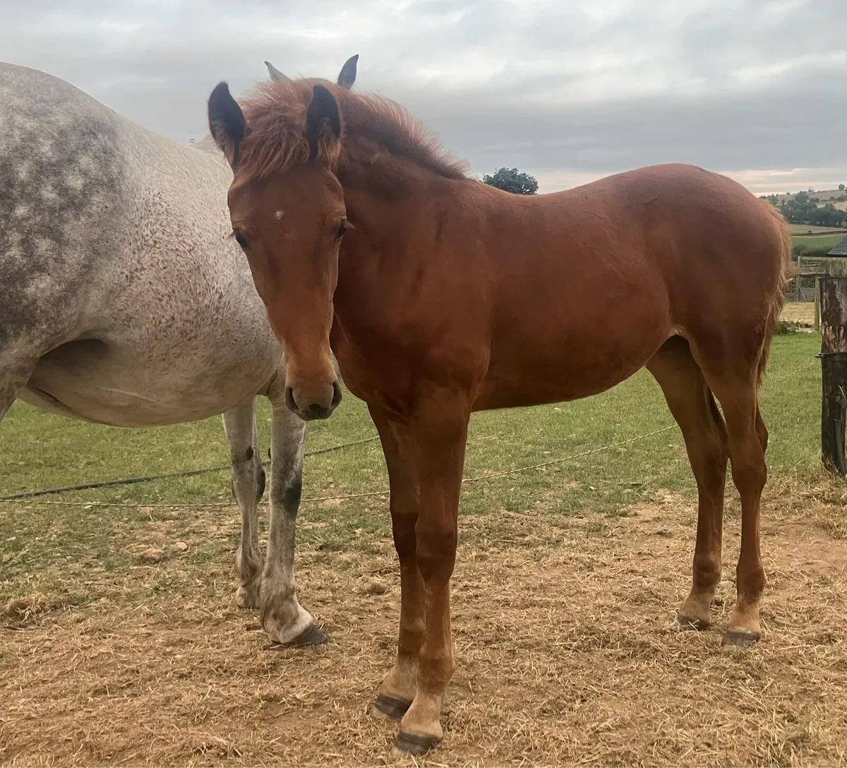 Hi ho dubh filly foal - Image 1