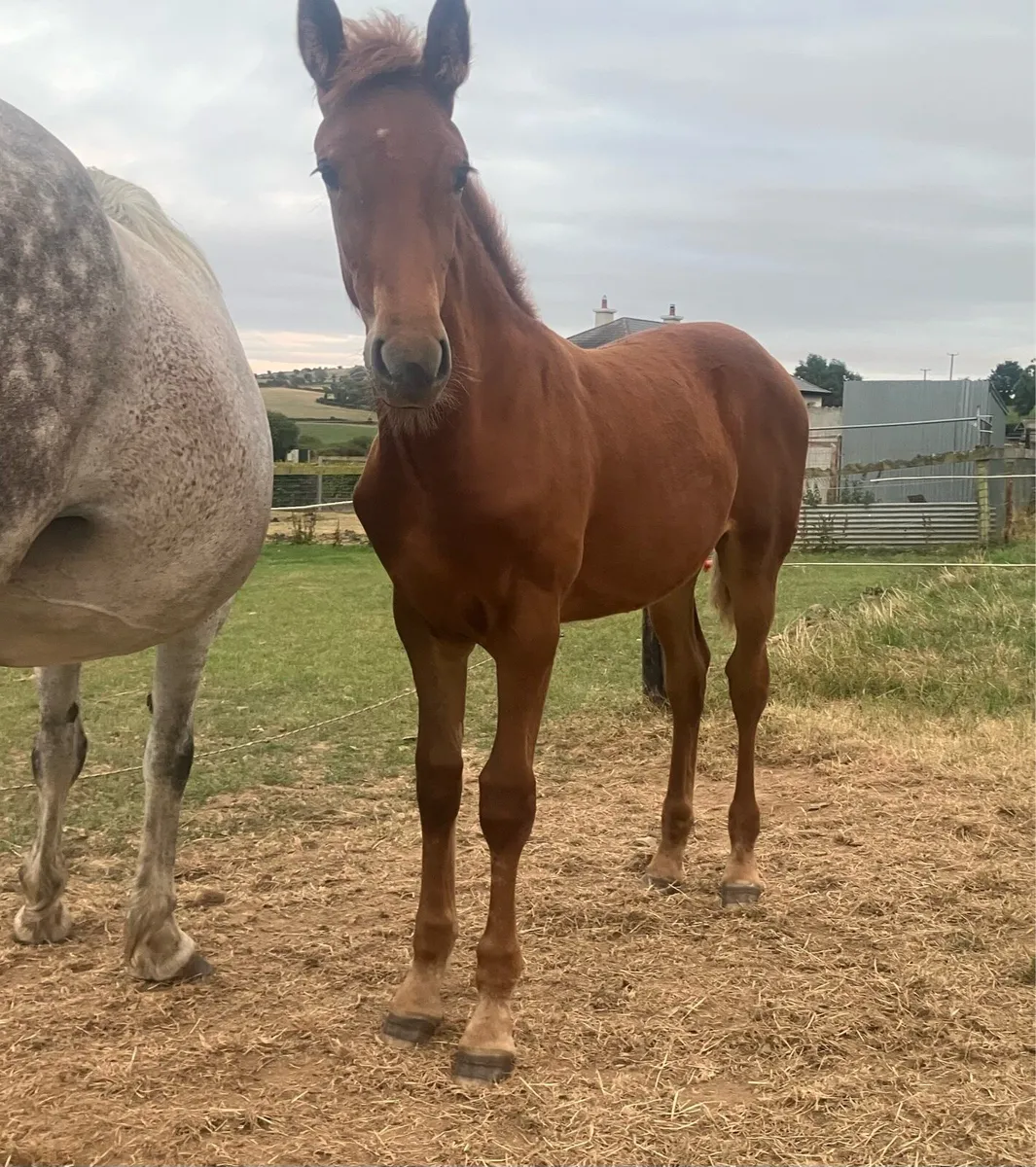 Hi ho dubh filly foal - Image 2
