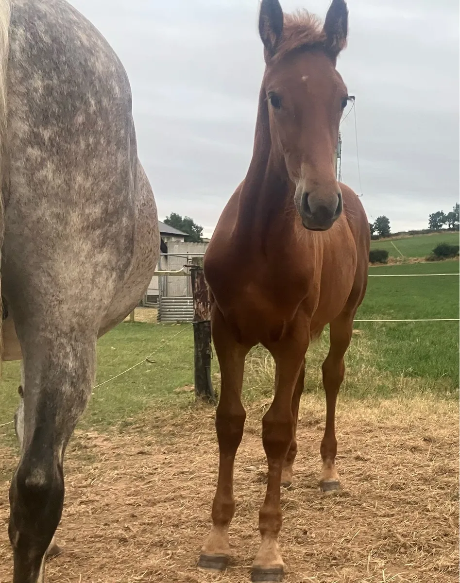 Hi ho dubh filly foal - Image 3