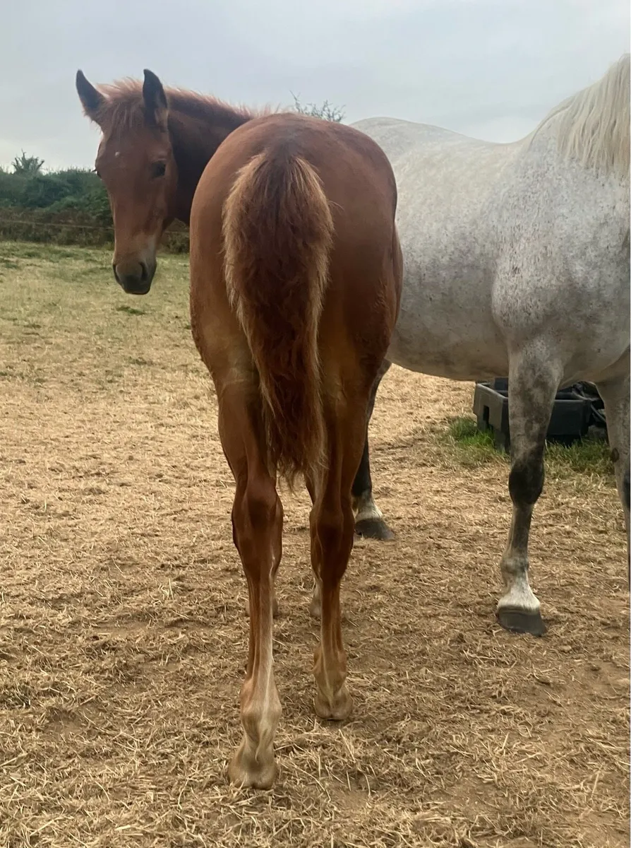 Hi ho dubh filly foal - Image 4