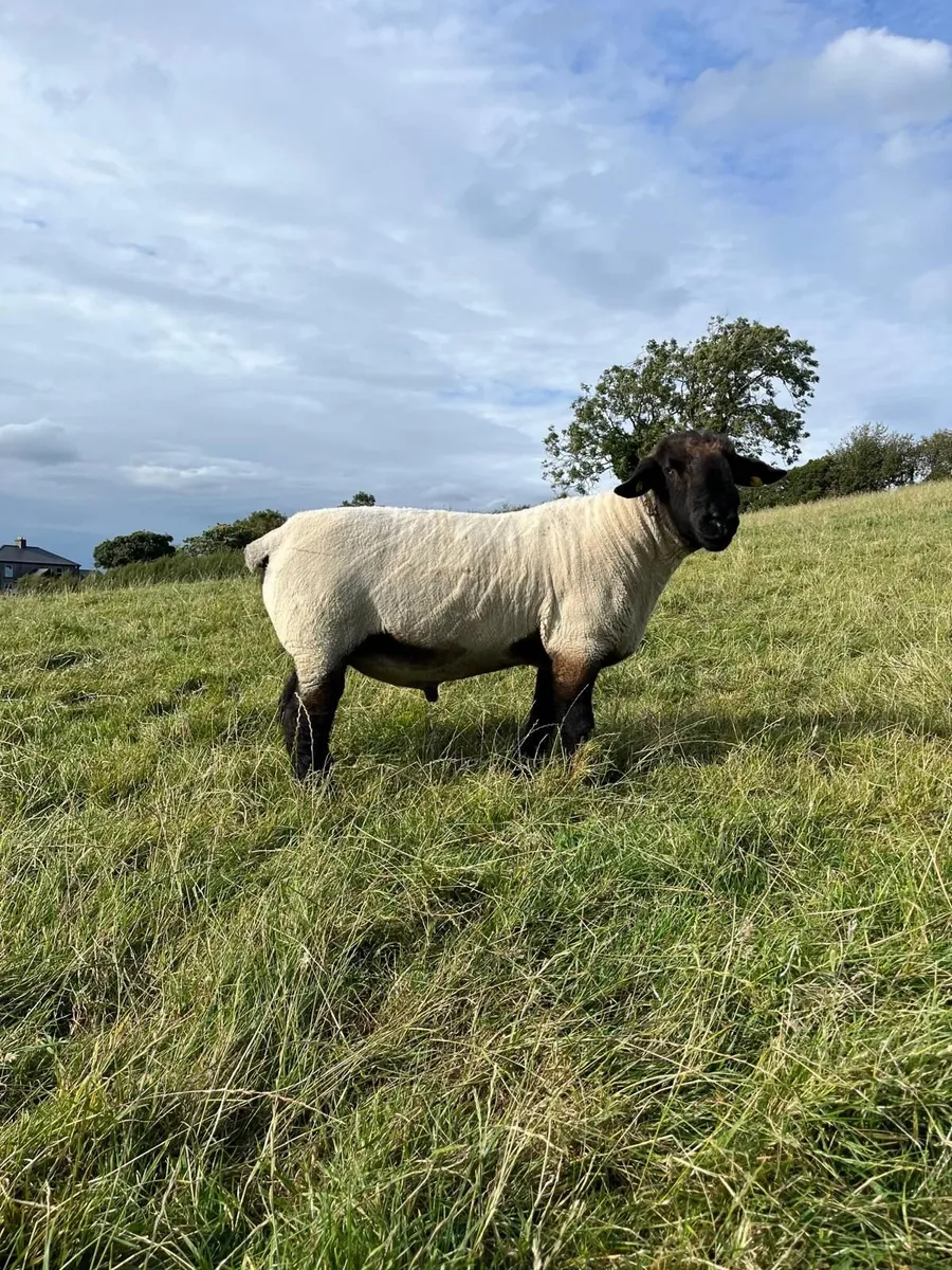 Suffolk Rams for sale - Image 1