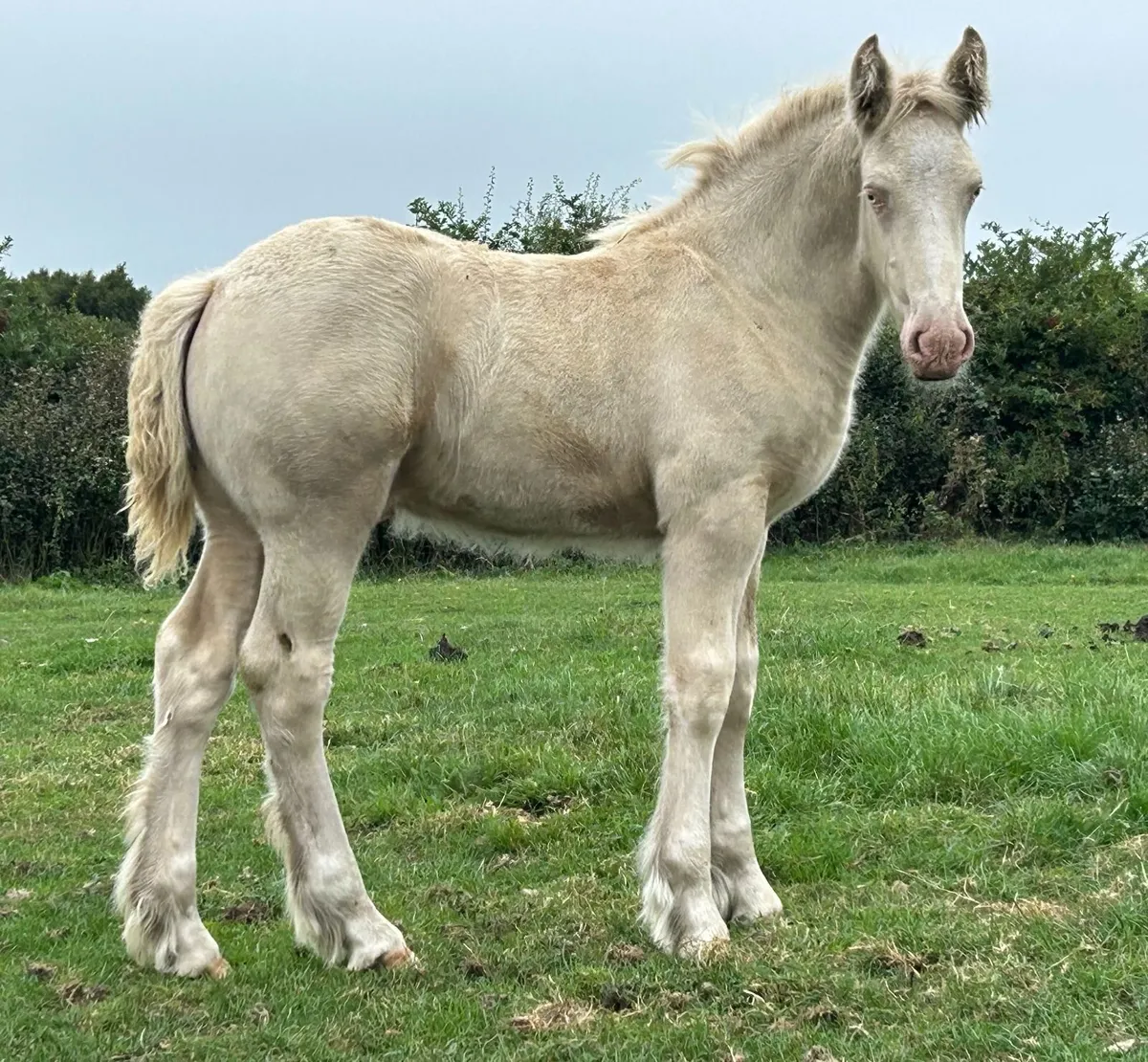Traditional Irish Cob Cream Colt foal - Image 1
