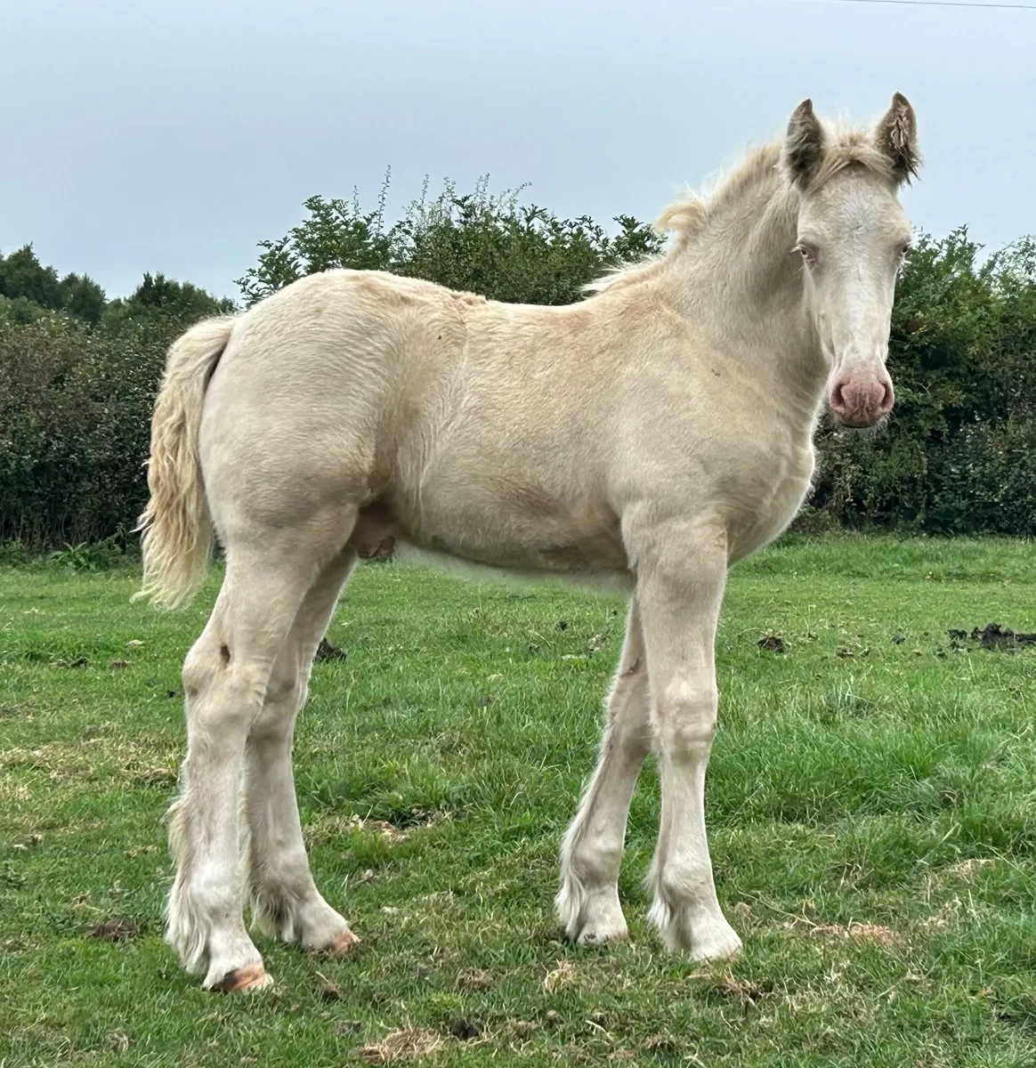 Traditional Irish Cob Cream Colt foal - Image 3