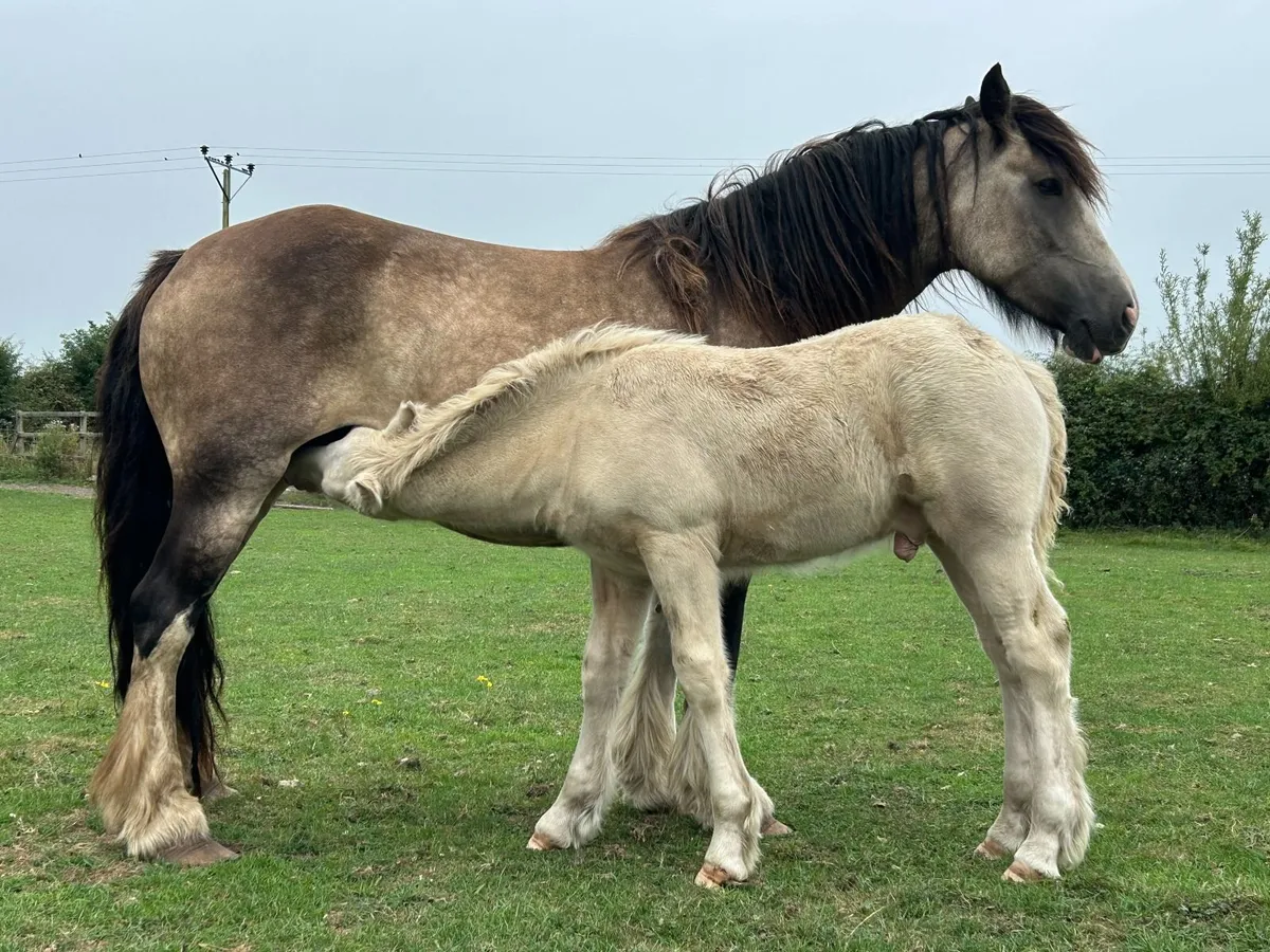 Traditional Irish Cob Cream Colt foal - Image 2