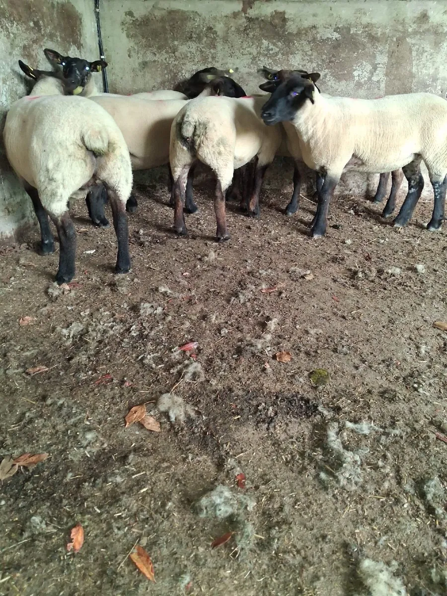 Sheep