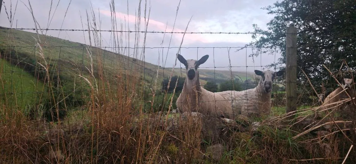 BLUEFACED LEICESTER  LAMBS - Image 3