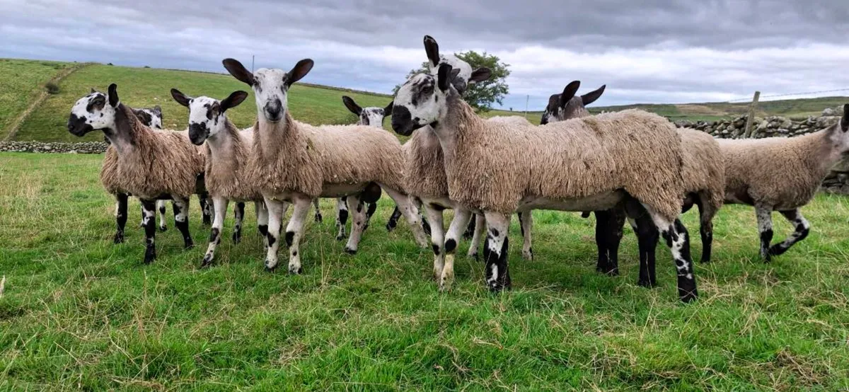 BLUEFACED LEICESTER  LAMBS - Image 4