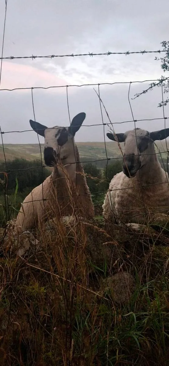 BLUEFACED LEICESTER  LAMBS - Image 2