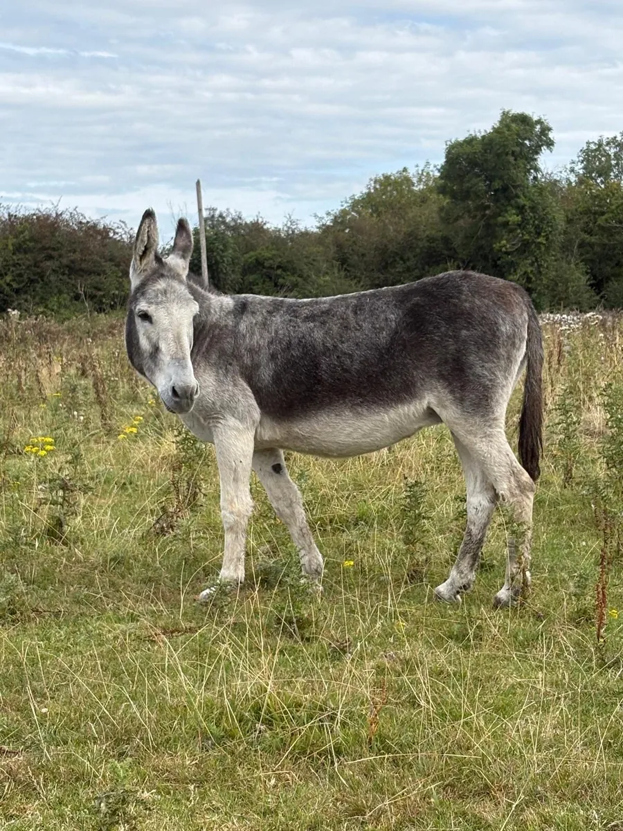 Mare Donkey