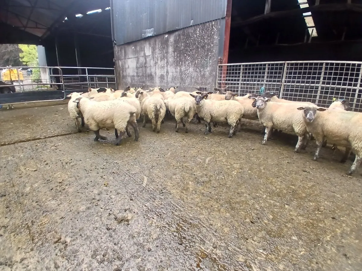 Suffolk x Ewe lambs - Image 2