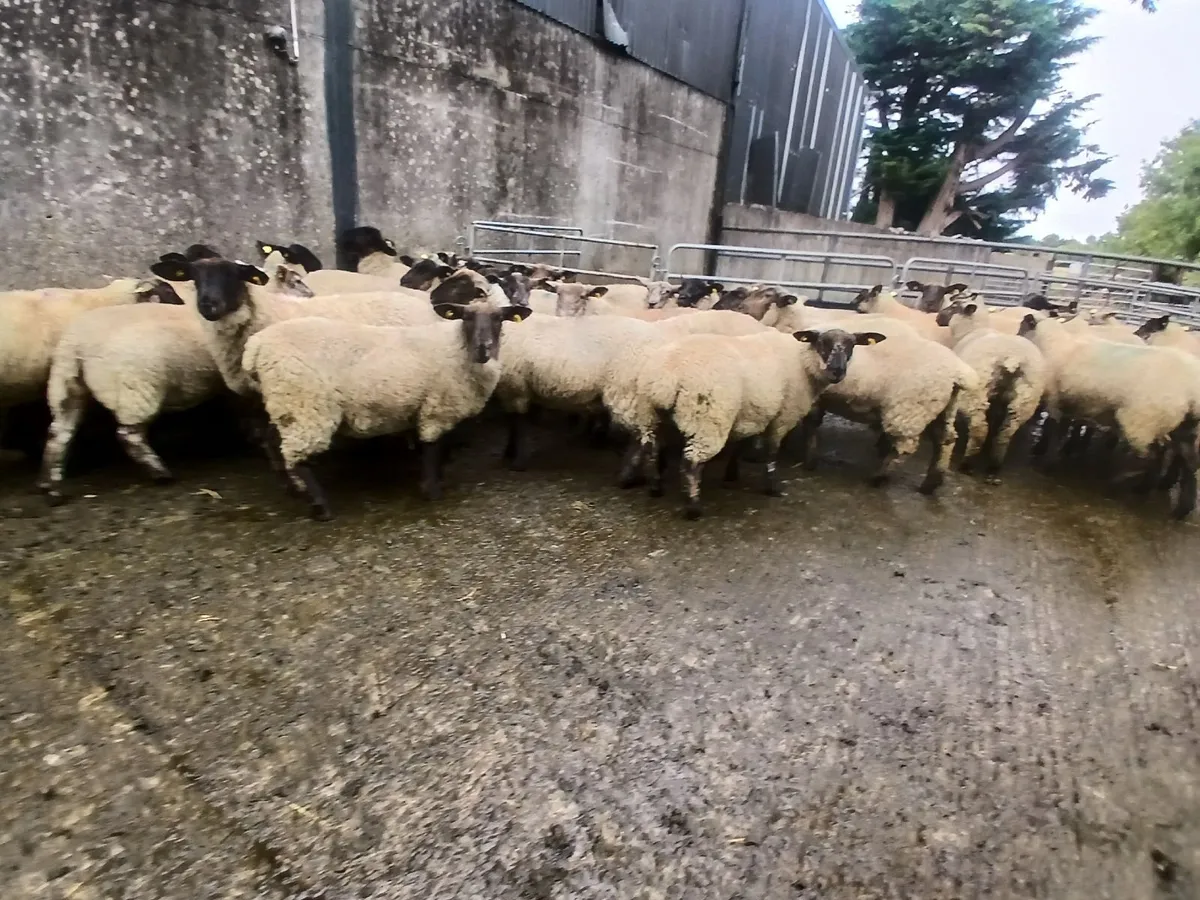 Suffolk x Ewe lambs - Image 3