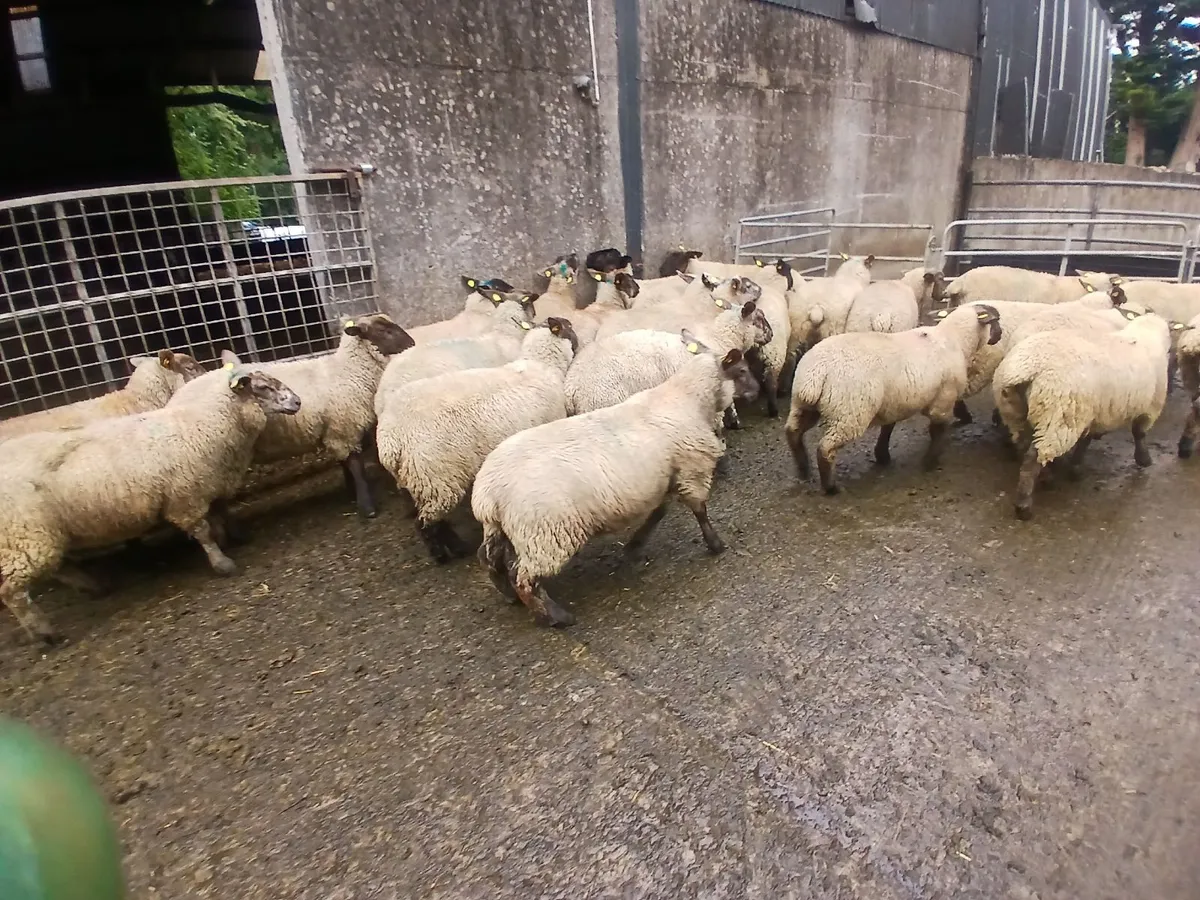 Suffolk x Ewe lambs - Image 4