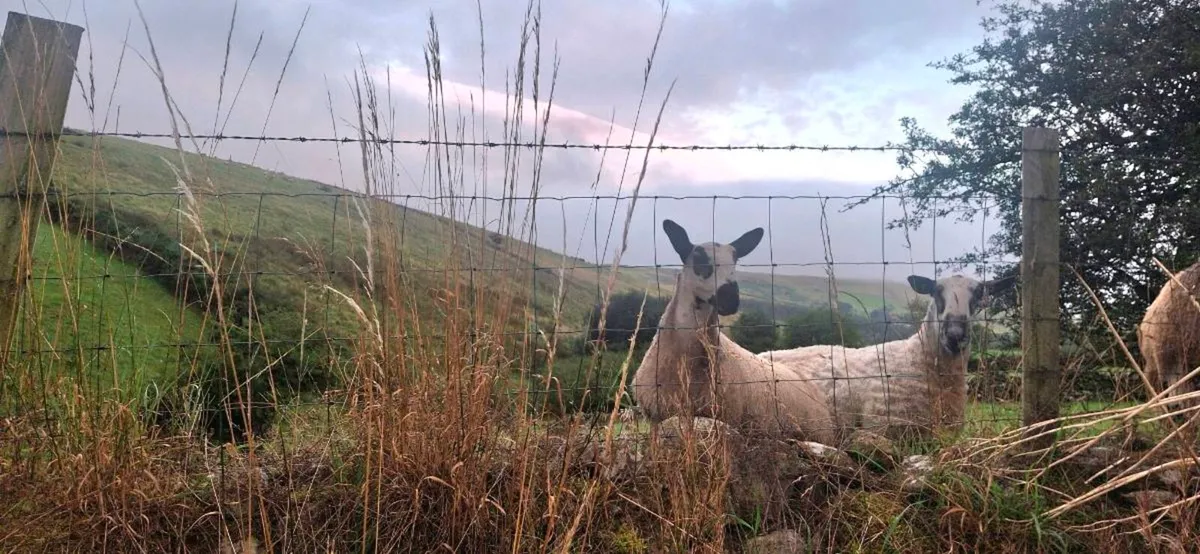BLUEFACED LEICESTER  LAMBS - Image 1