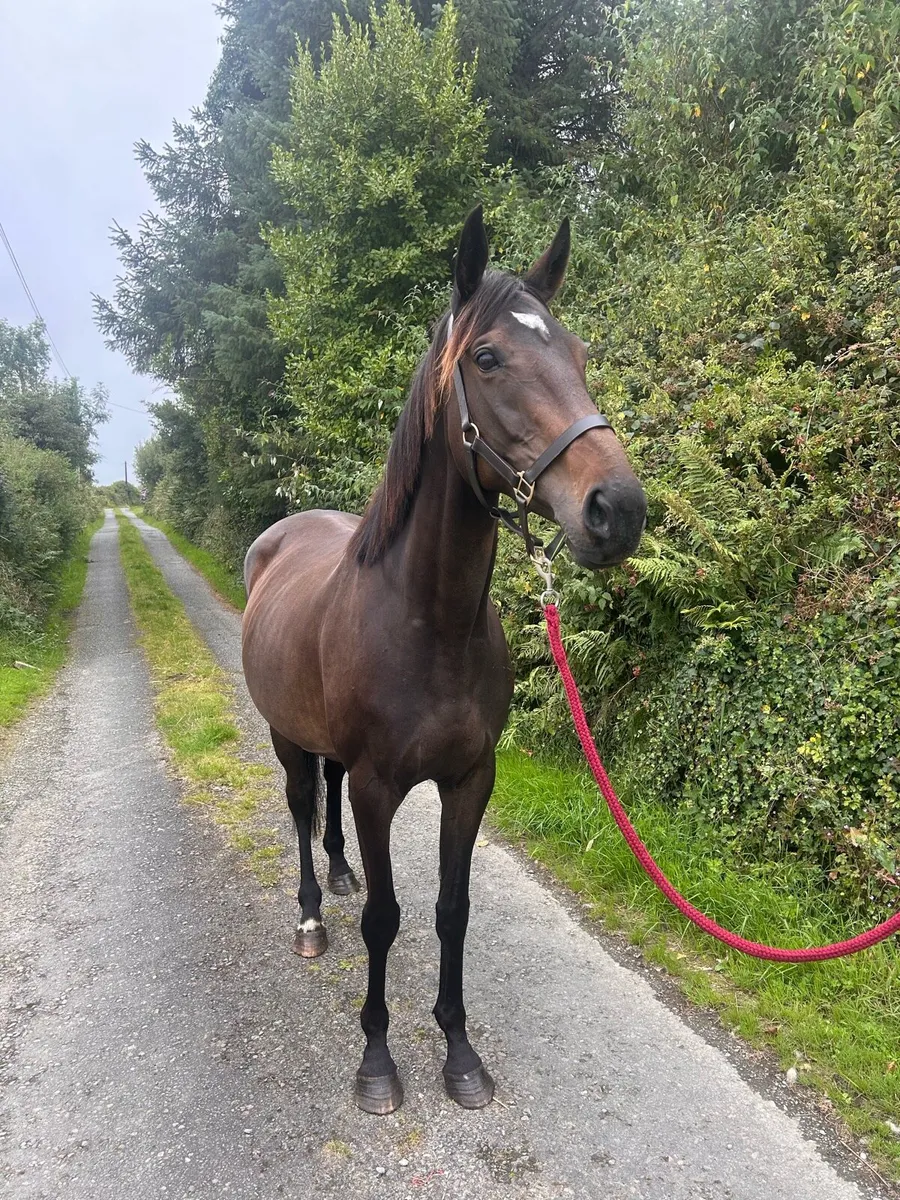 Thoroughbred Mare In Foal - Image 1