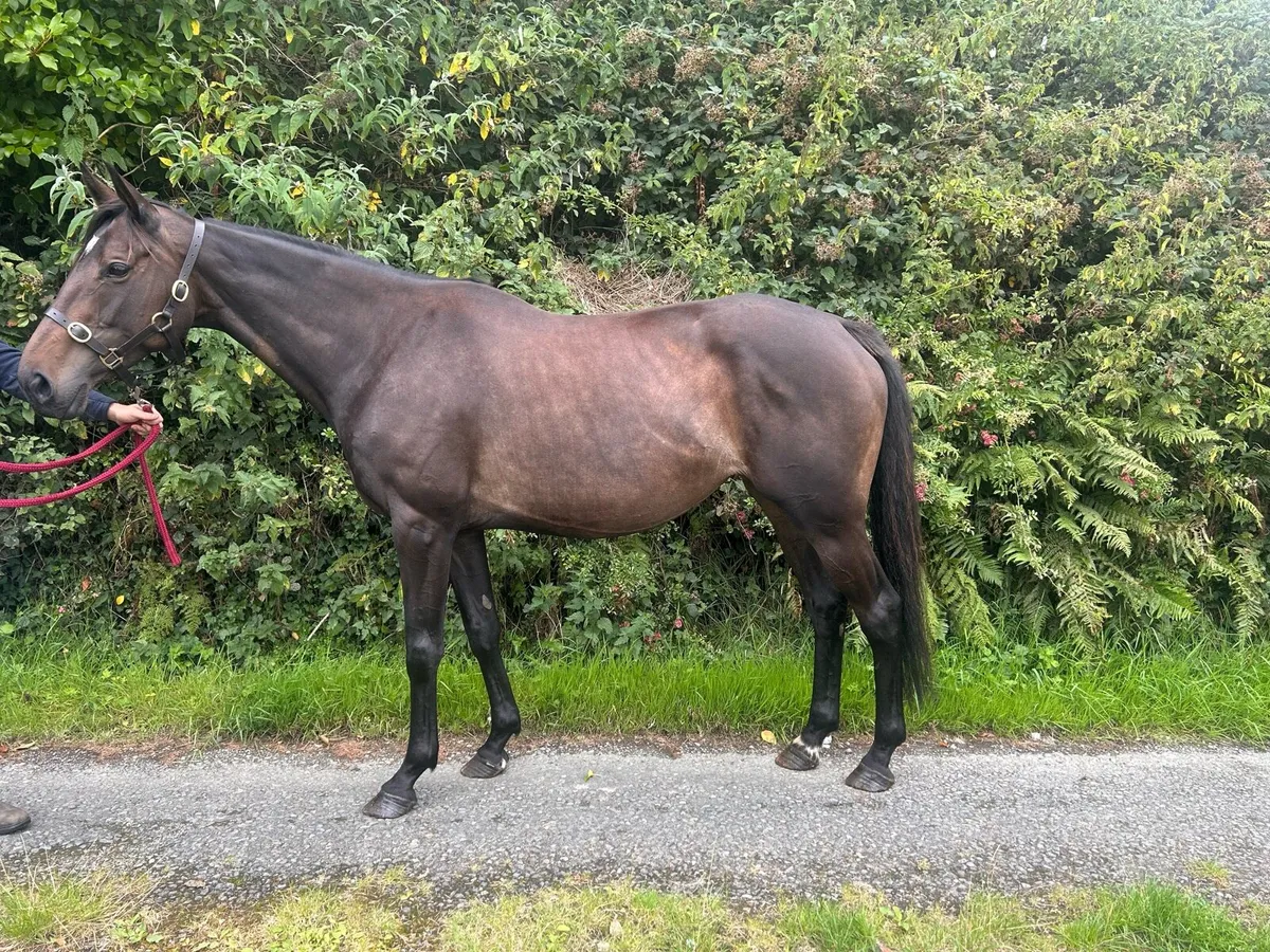 Thoroughbred Mare In Foal - Image 2