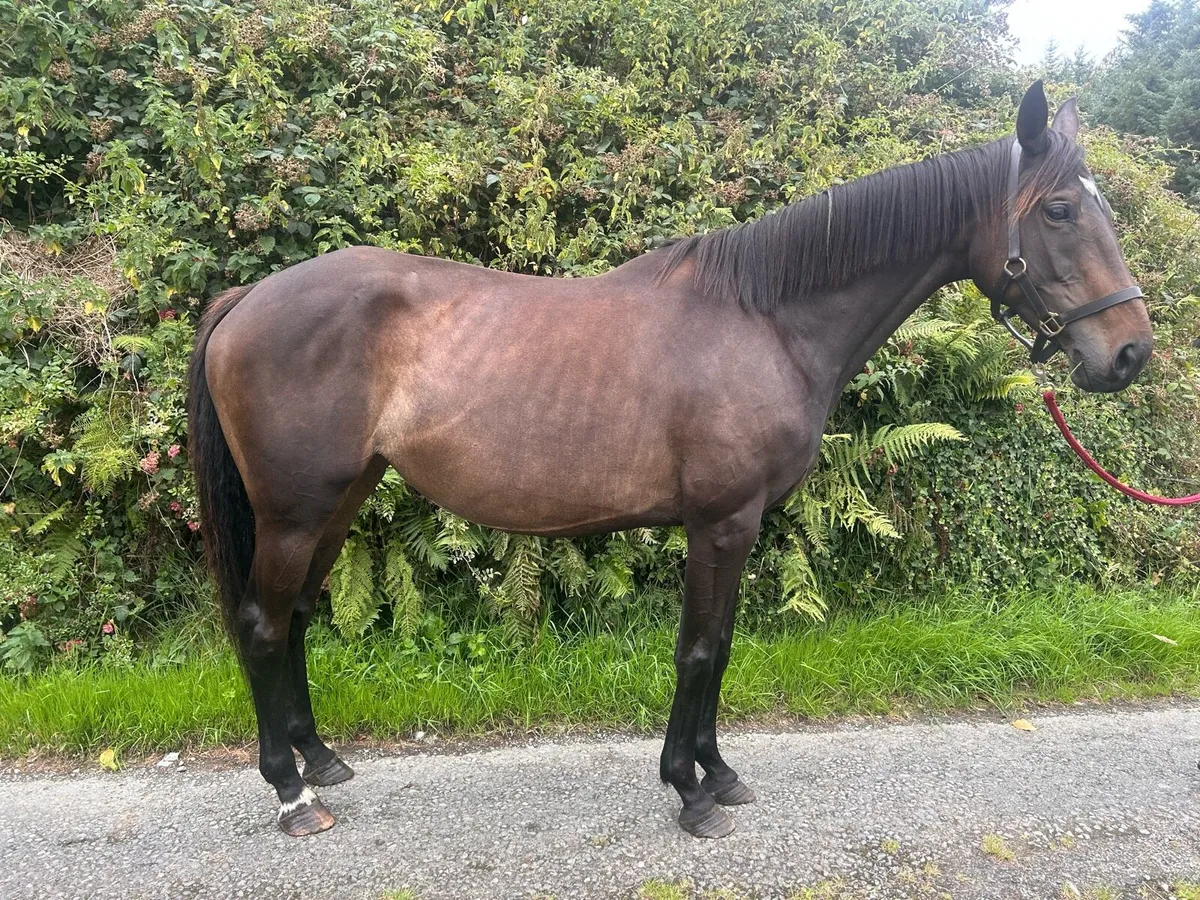 Thoroughbred Mare In Foal - Image 3