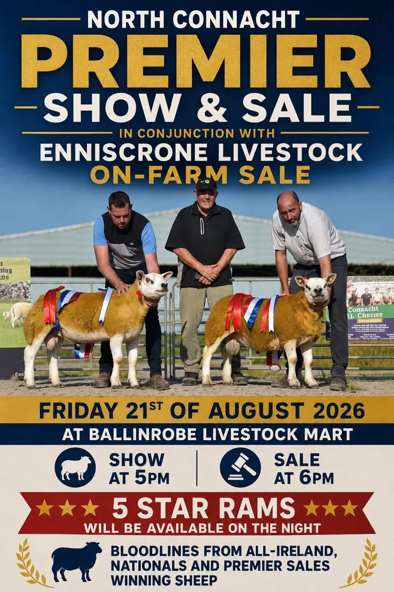 Ballinrobe Premier Texel Sale - Image 1