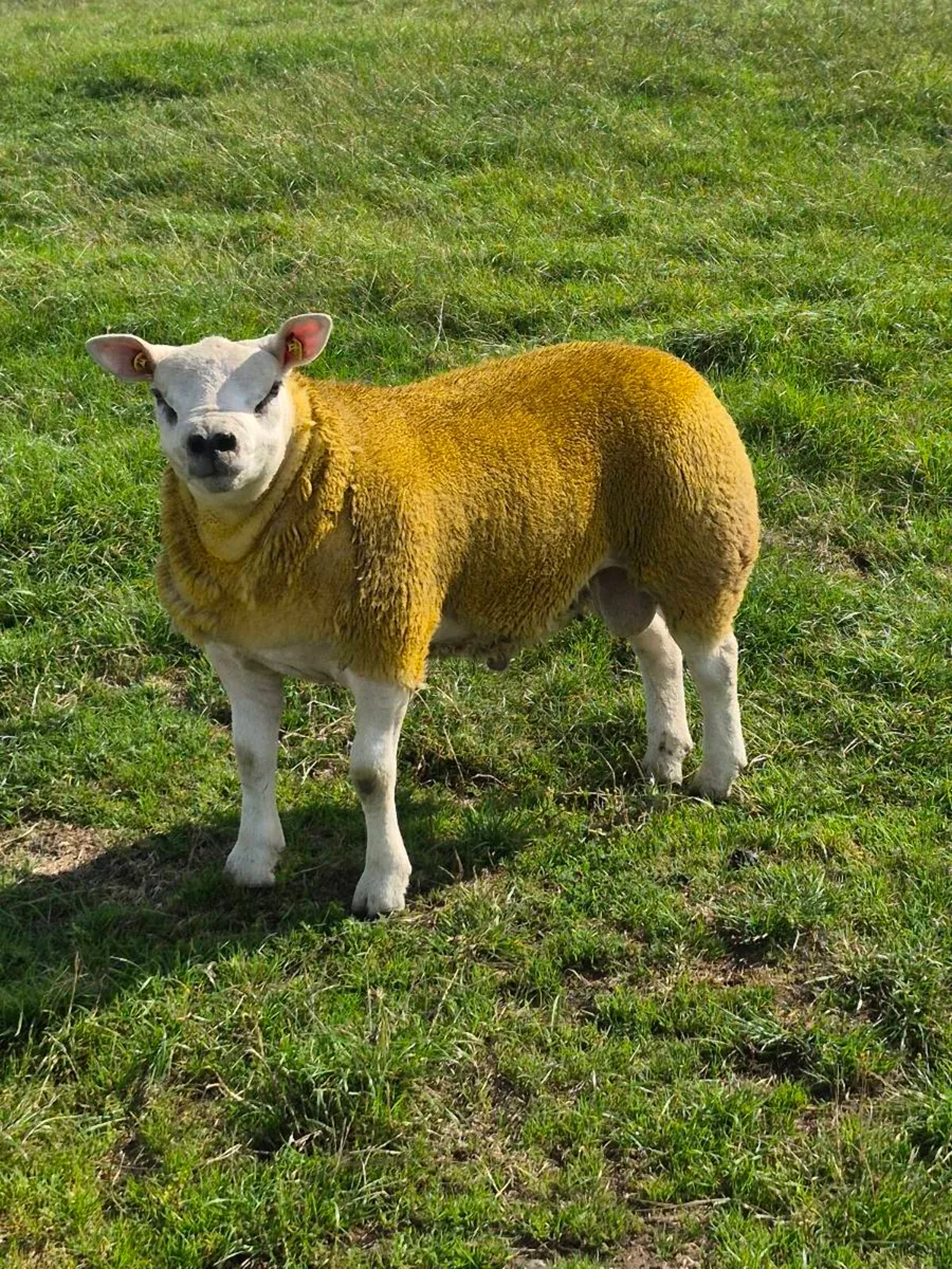 Ballinrobe Premier Texel Sale - Image 2