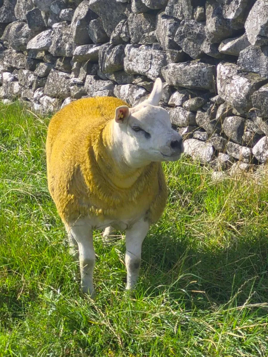 Ballinrobe Premier Texel Sale - Image 3