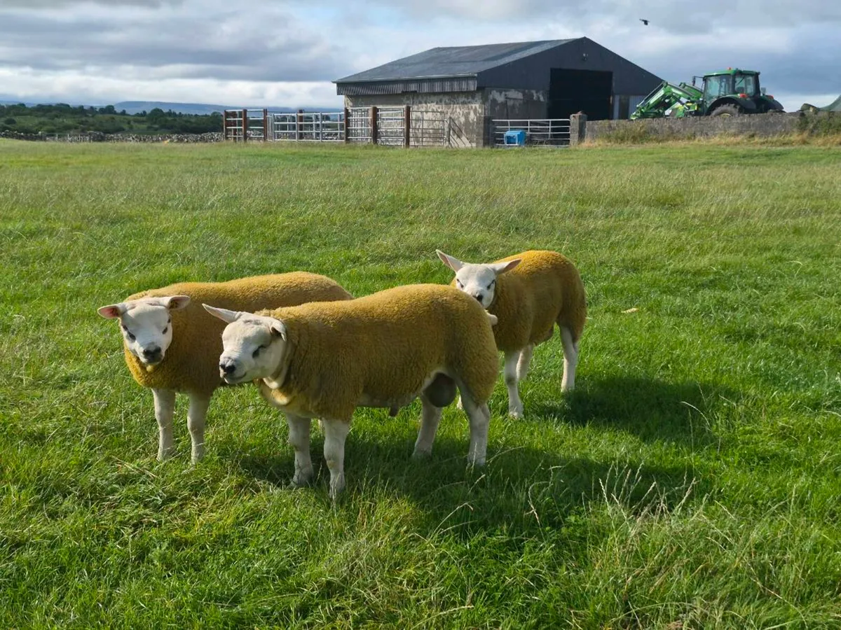 Ballinrobe Premier Texel Sale - Image 4