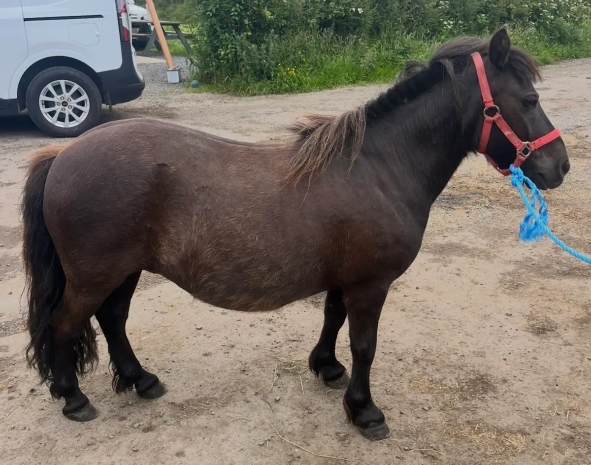Shetland mare - Image 1