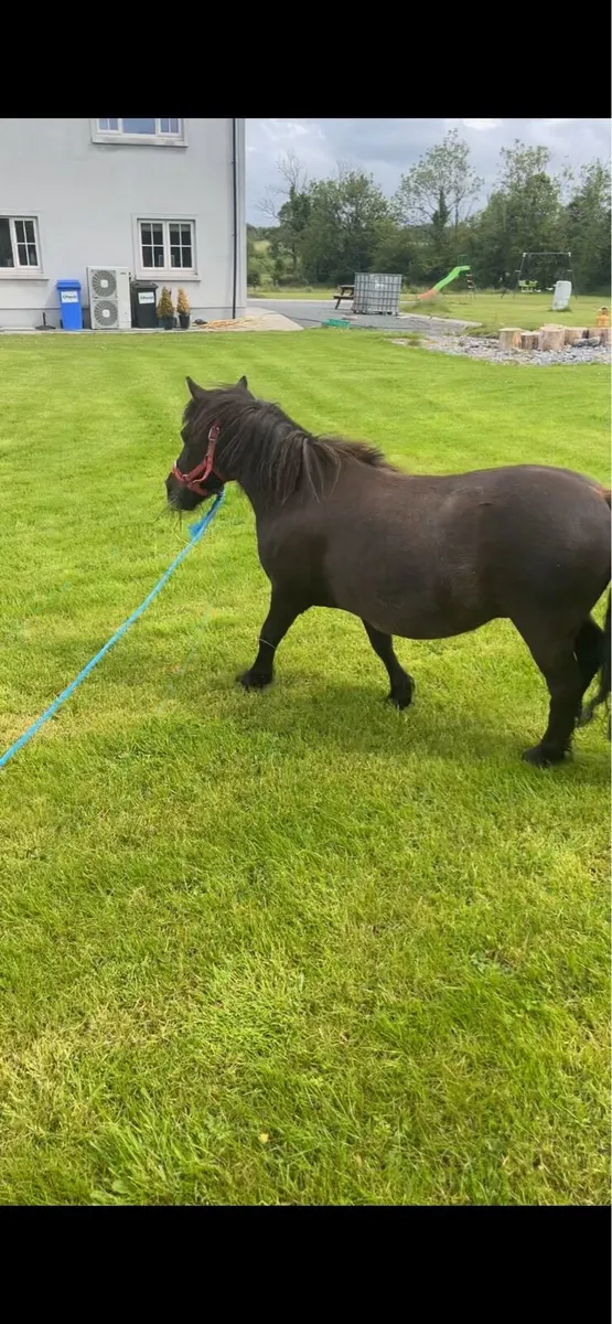 Shetland mare - Image 2