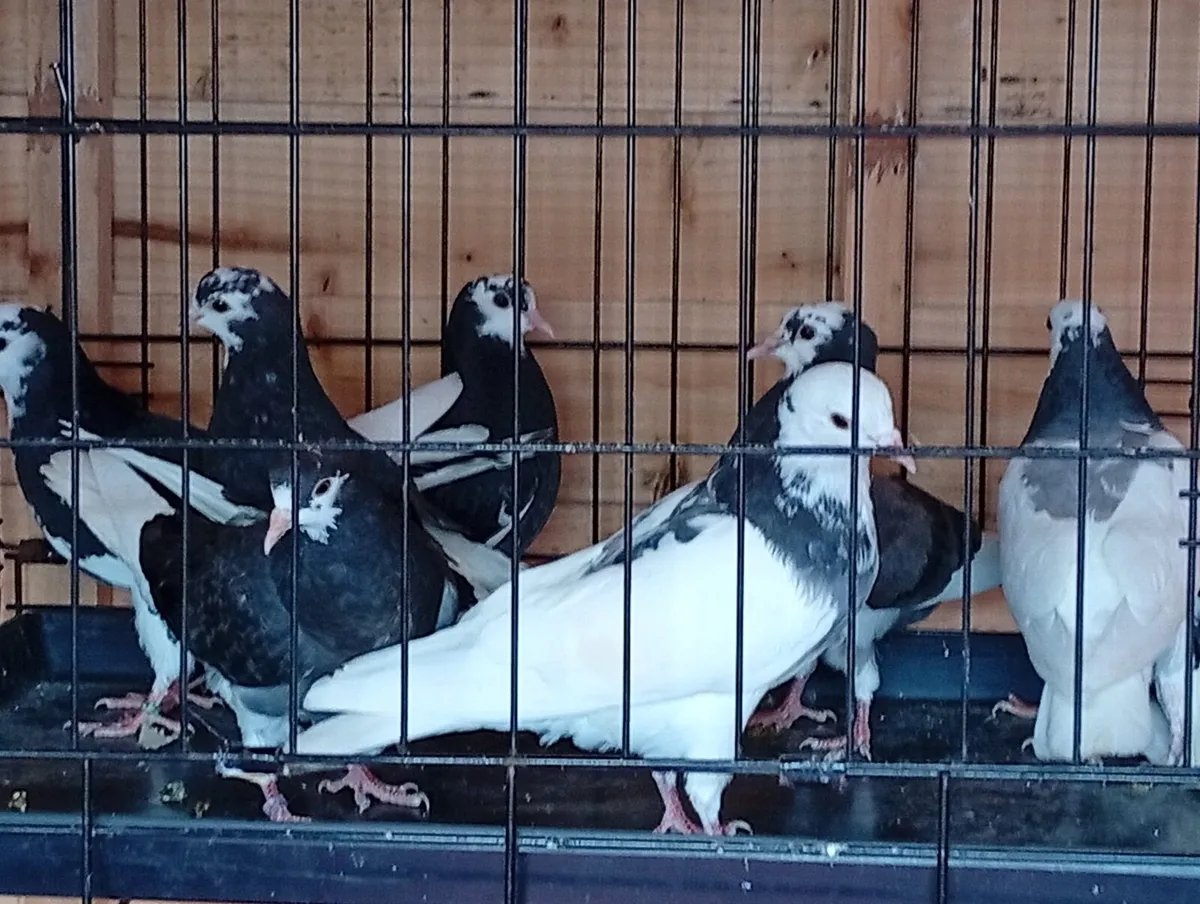Roller pigeons and Wolverhampton tumblers - Image 1