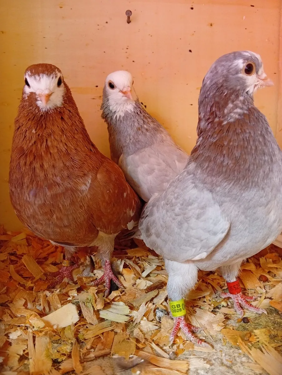 Roller pigeons and Wolverhampton tumblers - Image 2