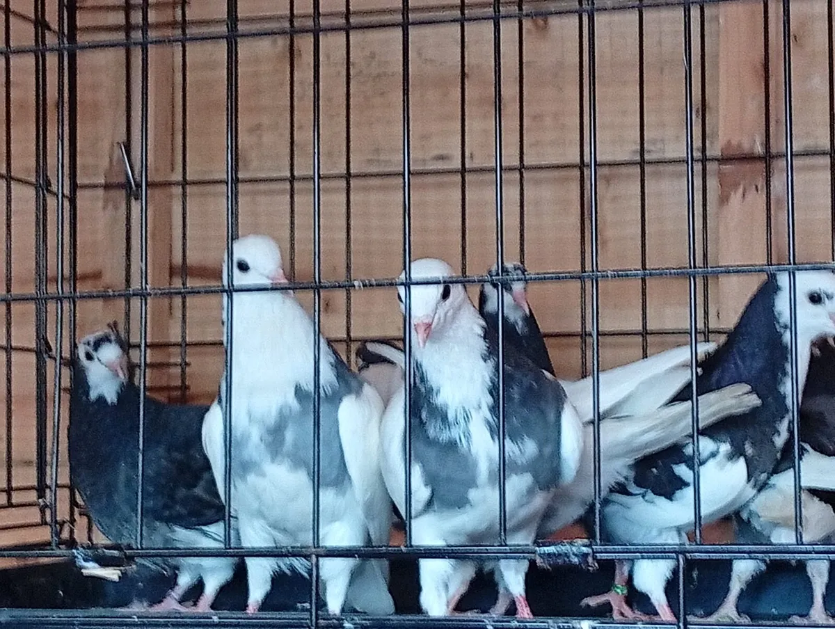 Roller pigeons and Wolverhampton tumblers - Image 3